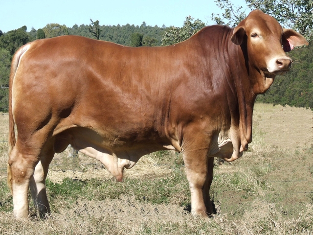 Bryvonlea Montezuma